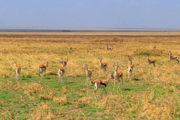 Herd Thomson Gazelle Eudorcas Thomsonii Serengeti National Park Tanzania Vida — Foto de Stock