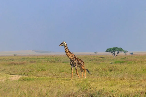 Žirafa Savaně Národním Parku Serengeti Tanzanii Divoká Příroda Tanzanie Východní — Stock fotografie