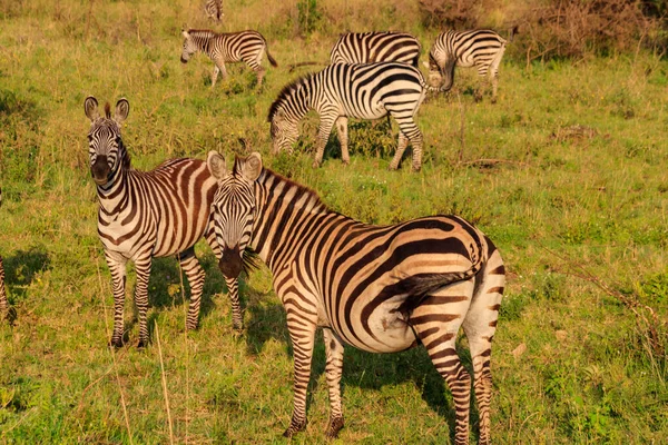 Hjord Zebror Savann Serengeti Nationalpark Tanzania Afrikas Djurliv — Stockfoto
