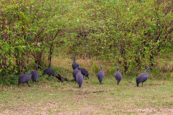 タンザニアのセレンゲティ国立公園の緑の牧草地にあるヘルメット ギニエフクロウ ヌミダ メレガリス — ストック写真