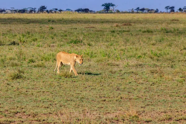 Leeuwin Panthera Leo Wandelen Savanne Serengeti Nationaal Park Tanzania — Stockfoto