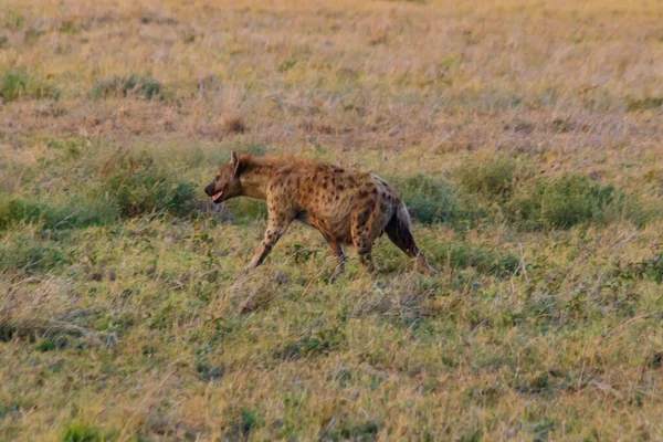 Gespot Hyena Crocuta Crocuta Ook Bekend Als Lachhyena Nationaal Park — Stockfoto