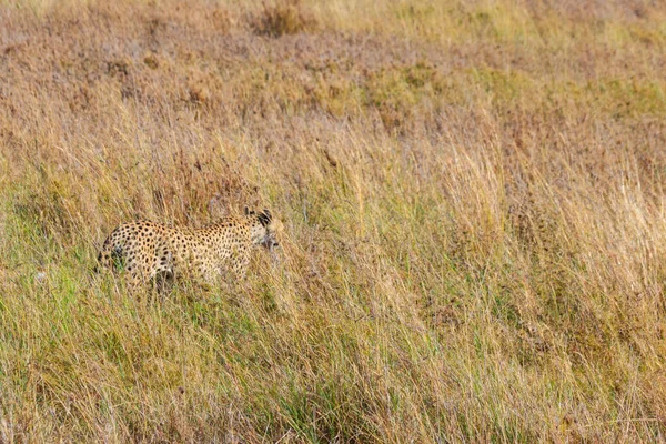 Cheetah Acinonyx Jubatus Dry Savanna Serengeti National Park Tanzania — Stock Photo, Image