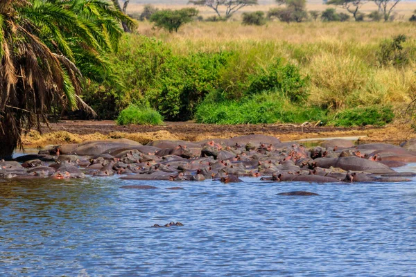 Serengeti Ulusal Parkı Tanzanya Bir Nehirde Bir Grup Aygırı Hippopotamus — Stok fotoğraf
