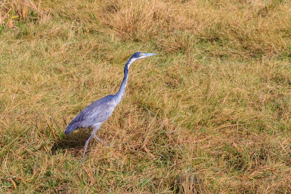 Airone Dalla Testa Nera Ardea Melanocephala Erba Secca Nel Parco — Foto Stock