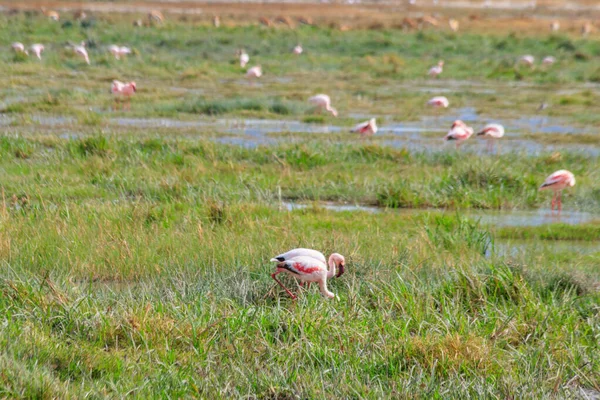 Mindre Flamingo Phoeniconaias Minor Ngorongoro Krater Nationalpark Tanzania Afrikas Djurliv — Stockfoto