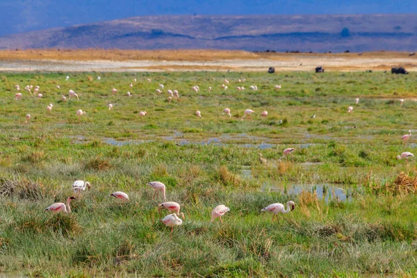 Tanzanya Daki Ngorongoro Krater Ulusal Parkında Küçük Flamingo Phoeniconaias Minor — Stok fotoğraf