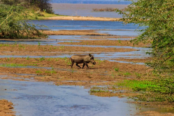 Warthog Común Phacochoerus Africanus Parque Nacional Del Cráter Ngorongoro Tanzania — Foto de Stock