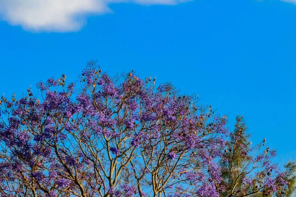 Beautiful Violet Vibrant Jacaranda Tree Bloom — Stock Photo, Image