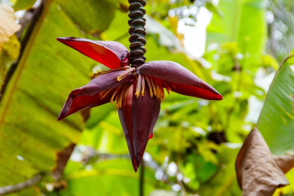 Banana Flower Growing Tree — Stock Photo, Image