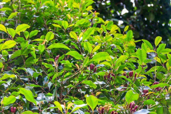 タンザニアのザンジバルにあるスパイス農場で開花中の芳香のある花芽を持つクローブの木 Syzygium Alomaticum — ストック写真