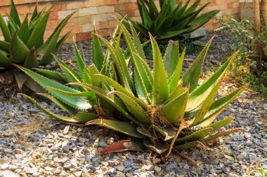 Bahçede yeşil aloe vera bitkisi