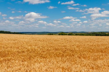 Olgun altın buğday tarlası