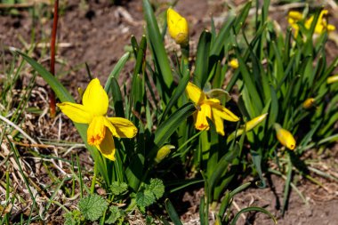 Bahçedeki sarı nergis çiçekleri. Çiçek tarhında güzel narsisler