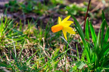 Bahçedeki sarı nergis çiçekleri. Çiçek tarhında güzel narsisler