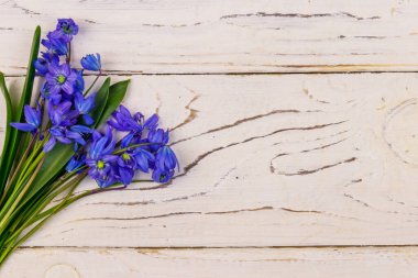 Beyaz ahşap arka planda mavi scilla çiçekleri. İlk bahar çiçekleri. Sevgililer Günü, Kadınlar Günü ve Anneler Günü için tebrik kartı. Üst görünüm, alanı kopyala