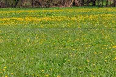 Baharda yeşil çayır sarı karahindiba ile kaplanır.