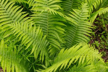 Ormanda yeşil eğrelti otları