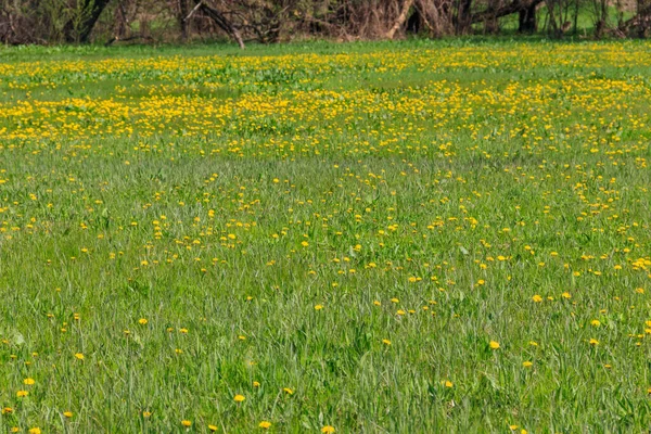 Baharda yeşil çayır sarı karahindiba ile kaplanır.