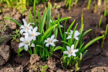 İlkbaharda karın beyaz ihtişamı (chionodoxa luciliae) çiçekleri