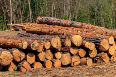 Yığılmış ağaç gövdeleri çam ormanlarındaki kereste endüstrisi tarafından devrilmiş.