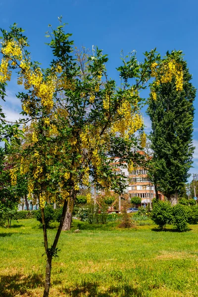 Virágzó Sárga Akácfa Caragana Arborescens — Stock Fotó