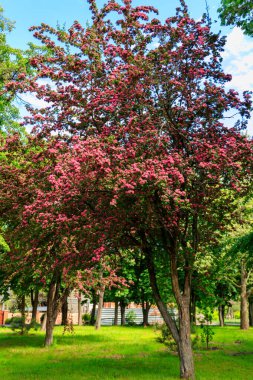 İlkbaharda Hawthorn 'un güzel pembe çiçeği