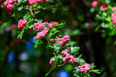 İlkbaharda Hawthorn 'un güzel pembe çiçeği