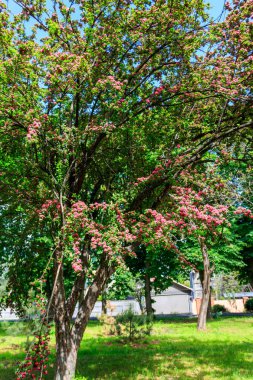 İlkbaharda Hawthorn 'un güzel pembe çiçeği