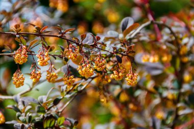 Thunberg 'in böğürtleninin (Berberis thunbergii) sarı çiçekli bitkisi, aynı zamanda Japon böğürtlen veya kırmızı böğürtlen olarak da bilinir. Parktaki böğürtlen çalısı sarı çiçeklerle çiçek açar