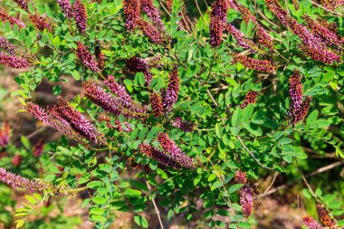 Amorpha fruticosa - mor çiçekli bitki, çeşitli isimlerle bilinir - çöl sahte çivit ağacı, sahte çivit ağacı ve piç indigobush
