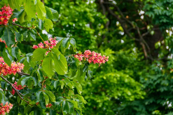 Blommande Röd Hästkastanj Aesculus Carnea Våren — Stockfoto