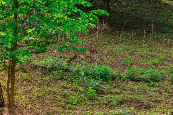 Young Deer Grazing Green Meadow — Stock Photo, Image