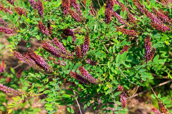Amorpha Fruticosa Purple Flowering Plant Known Several Names Desert False — Stock Photo, Image