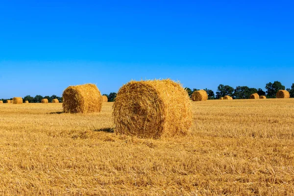 Ballots Ronds Paille Sur Champ Après Récolte Des Grains — Photo