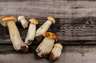 Köy ahşap masada taze toplanmış porcini mantarları. Üst görünüm