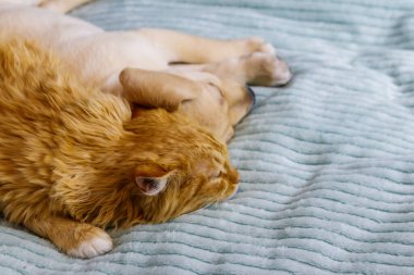 Küçük şirin labrador köpek yavrusu ve yatakta genç bir kedi. Evcil hayvanların dostluğu