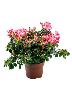 Çiçek saksısında açan pembe açelya beyaz arka planda izole edilmiş.