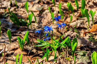 Mavi scilla çiçek (Scilla bifolia) veya Squill Bahar üzerinde ormandaki