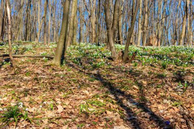 Bahar ormanlarında beyaz kardelen çiçekleri (Galanthus nivalis)