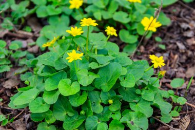 Çayırda sarı düğün çiçekleri