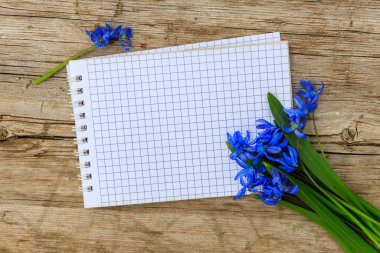 Rustik ahşap zemin üzerine mavi scilla çiçekli boş not defteri. İlk bahar çiçekleri. Sevgililer günü, kadının gün ve anneler günü tebrik kartı. Üstten görünüm, kopya alanı