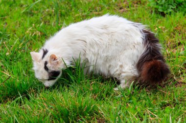 Çayırdaki yeşil çimenlikteki sevimli kedi
