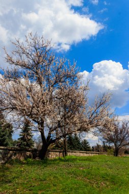Baharda parkta çiçek açan kayısı ağacı.