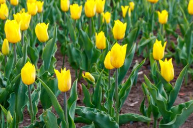 Baharda parkta sarı lalelerden oluşan büyük bir çiçek tarlası.