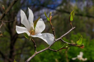 Kobushi manolyasının beyaz çiçekleri (Magnolia kobusu) bir bahçede