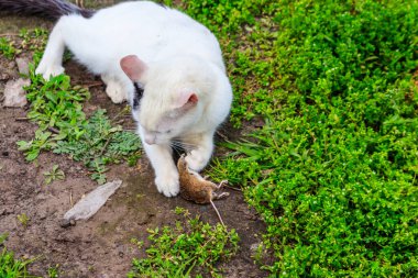 Beyaz kedi çimenlerde bir fare yakaladı.