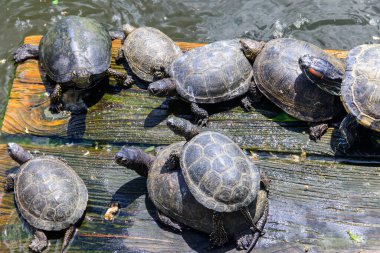 Avrupa gölet kaplumbağası (Emys orbicularis)