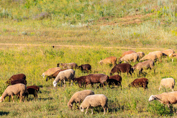 Flock of sheep grazing on a green meadow