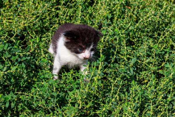 草原の緑の草の上に小さな子猫 — ストック写真